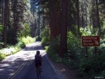 entering%20giant%20forest[1].jpg