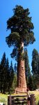 Giant-Sequoia-Panorama-w400.jpg