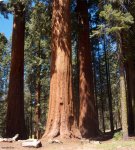 sunny%20sequoia[1].jpg