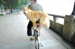 1china-dog-on-a-bike.jpg