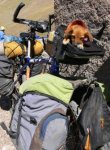 1Dog_Bikeaconcagua.jpg