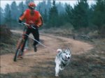 1dogbikephoto.jpg