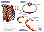 costillas.gif