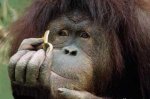 orangutÃ¡n.jpg