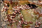 percebes en la playa de las catedrales 1024.jpg