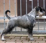 amor-di-schnauzer-ninfa-divina-20-months-big.jpg