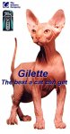 gato_gillette.jpg