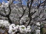 FlorCerezo..jpg