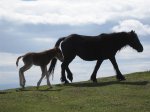 trekking-ganeko_60.jpg