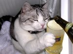 gato_cervecero.jpg