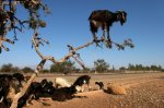 cabras arbol.jpg