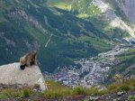 490-Marmota-Subiendo-al-Col.jpg