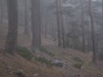 gorila en la niebla.jpg