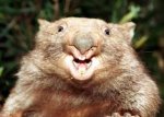 280px-Wombat.jpg