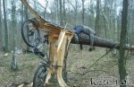 13971-fahrrad-gegen-baum-.jpg