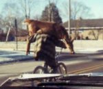 deer-bike2.jpg