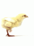 pollo9.gif