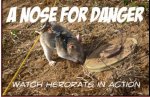 HeroRats3.jpg