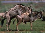 Blue-wildebeest-mating.jpg