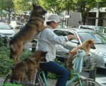 bike3dogs.jpg