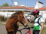 mi_bici_por_un_caballo....._o_algo_as_.jpg