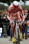 cipollini musculo.jpg