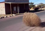 tumbleweed.jpg