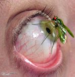 Ojo.jpg