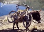 bicicletas_en_burro.jpg