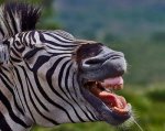 cebras-riendo-7.jpg