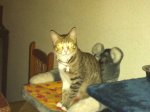 ImageUploadedByTapatalk1344296419.019184.jpg