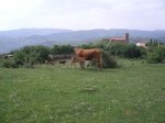cameros_2005_105_800x600.jpg