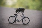 mosca-bici.jpg