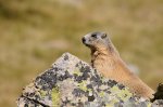 Marmota acechando....jpg