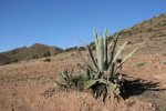 4070970-paisaje-espanol-desierto-de-la-naturaleza-en-las-montanas-de-andalucia-planta-de-agave-c.jpg