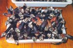 Percebes.jpg