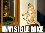 cat_bike-.png