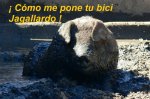 cerdo_con_calor__en_el_barro.jpg