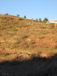 IMG_8045.JPG