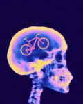 cerebro_ciclista.jpg