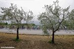 giro16st5-olivos-1000.jpg