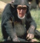 chimpance.jpg