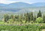 tdf16st11-peloton.jpg