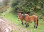 caballos en campas de sauco [1024x768].JPG