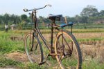 rusty+bike+in+rice+fields.jpg