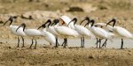 ibis-cabecinegro-threskiornis-melanocephalus.jpg