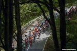 giro17st11-dumoulin-trees-1000.jpg