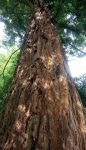 sequoia.jpg