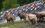 suisse17st5-cows-peloton-1000.jpg