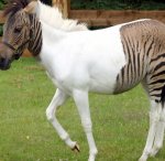 zebrapferd1-DW-Wissenschaft-Schloss-jpg.jpg